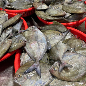 Pomfret Negro Entero Congelado, Envasado al Vacío, IQF a Granel - Product Image 6