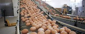 Œufs bruns décortiqués frais de ferme indiens de haute qualité, marque mondiale Radiance, certifiés Halal ISO9001/HACCP, riches en nutriments, à vendre - Product Image 2