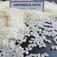 Riz japonica vietnamien de haute qualité pour l'Océanie Prix d'exportation compétitif - Product Image 6