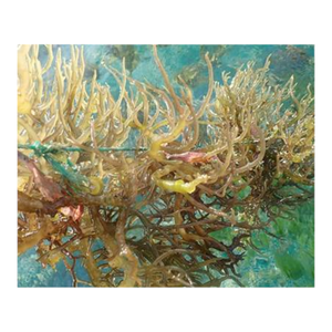 Musgo de mar fresco en grandes cantidades, el mejor precio más vendido 2025 - Product Image 6