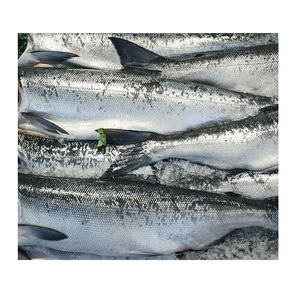 Salmón Chum Congelado Entero – Salmón Congelado de Calidad para Venta al por Mayor, Minorista y Exportación - Product Image 4