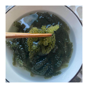 Uva de mar deshidratada y fresca de primera calidad-Exportación a granel de uva de mar de Vietnam con el mejor precio y envío rápido - Product Image 2