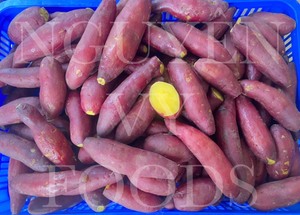 Meilleurs prix Grossiste de patates douces surgelées sans OGM, tranchées et coupées en dés directement du Vietnam - Product Image 5