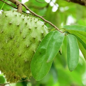 Hojas de Guanábana Secas: Esencia Tropical, Aroma Natural - Product Image 1