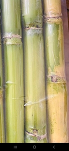 Canne à sucre congelée de qualité supérieure du Vietnam - Sugarcane Sweet Meilleure qualité, en vrac disponible, offre compétitive, prête à exporter - Product Image 6