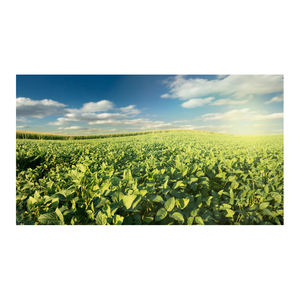 Soja biologique sans OGM de haute qualité Soja jaune de qualité supérieure Style séché en vrac emballé à un prix - Product Image 4