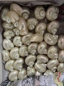 Coque turbo verte naturelle de qualité supérieure du Vietnam pour les remplisseurs de vases d'aquarium et la décoration côtière faite à la main - Product Image 3