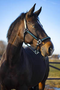Licou équestre Bling Aqua Diamond noirci cuir de cheval licou prix de gros - Product Image 6