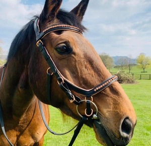Juego de cuero de brida marrón anatómico Micklem con riendas completamente acolchadas, accesorios ecuestres de oro rosa para montar a caballo - Product Image 2