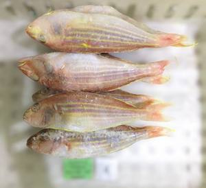 Brème à ailettes congelée de haute qualité, entière, IQF, produits de la mer, prix compétitif, vente en gros, exportation du Vietnam, emballage sous vide en vrac - Product Image 5