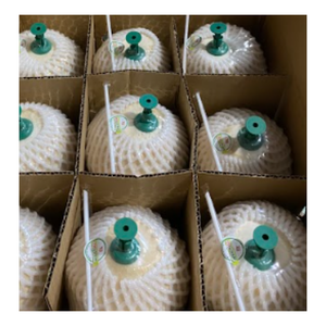 Jeune noix de coco biologique du Vietnam, bouchon à ouverture facile pour les chaînes de supermarchés - Product Image 2