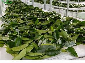 BOLSA DE TÉ VEGAN FRIENDLY SOURSOP LEAF CON ETIQUETA LIMPIA E INGREDIENTES DE ORIGEN NATURAL - Product Image 6