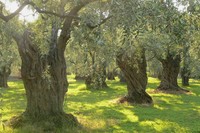 Savon d'Alep fait main en usine |   Mélange d'huile d'olive et de laurier |   Vente en gros |   Origine Turquie |   Stock en entrepôt aux États-Unis avec des frais de transport moins chers