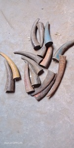 เขาควายหัวกลมสำหรับเป็นของขวัญและงานฝีมือ - Product Image 5