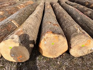 Gỗ sồi lột Gỗ sồi Trắng 30 + mm 100-1000 m3/tháng từ hàm lượng Gỗ USA - Product Image 4