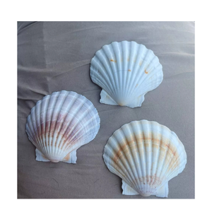 หอยเชลล์เวียดนามสำหรับทำเทียนงานฝีมือชายฝั่งของตกแต่งบ้านและแนวคิดบนโต๊ะอาหารที่ยั่งยืน - Product Image 2