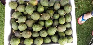 Cosecha fresca de aguacate a la venta al por mayor - Product Image 6
