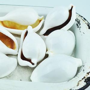 เปลือกหอยที่มีเอกลักษณ์เป็นของขวัญจากทะเลธรรมชาติสำหรับของที่ระลึกและโครงการศิลปะ - Product Image 1