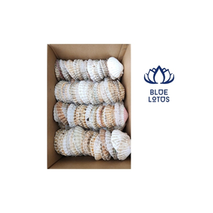เปลือกหอยเป๋า Pecten ราคาพิเศษราคาพอสมควรจากมหาสมุทรเวียดนามผลิตด้วยมือในปริมาณมาก - Product Image 1