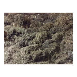 Ingrédient de gelée d'herbe du Vietnam Mesona Chinensis séché avec feuille d'herbe noire utilisé dans les recettes traditionnelles de refroidissement à base de plantes - Product Image 4