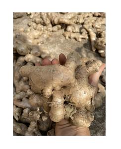 Jengibre fresco picante de calidad superior de Vietnam El mejor precio para uso alimentario Altamente con estándar de exportación - Product Image 3