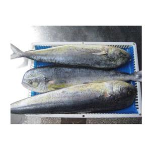 Pescado Mahi-Mahi Entero Congelado, Tamaño 1000gr, Alta Calidad, Mejor Precio al por Mayor en Bélgica. - Product Image 2