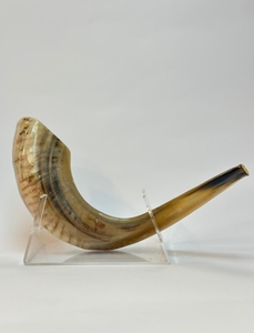 Le plus haut savoir-faire casher Shofar meilleure qualité corne de bélier naturelle mouton poli écologique à des fins religieuses soufflant - Product Image 4