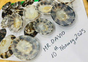 Lapa decorativa Shell Limpet Seashell Lactancia Conchas marinas Exportador DE FÁBRICA DE Vietnam Conchas ecológicas Cantidad a granel - Product Image 5