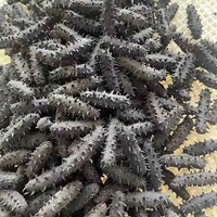 Concombre de mer séché à base de fumier d'ânes, de haute qualité, naturellement transformé, emballé sous vide, riche en collagène, meilleur prix