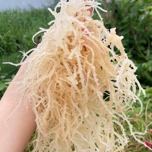 Musgo Marino Seco Natural de Vietnam, Eucheuma Cottonii Cruda, Alga Irlandesa Dorada Spinosum, Silvestre, Paquete a Granel, Marca Personalizada Disponible - Product Image 6