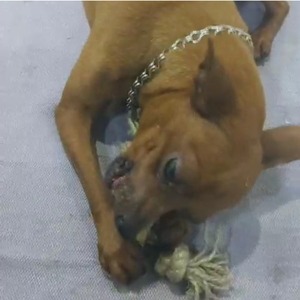 2023 calidad superior gran oferta respetuoso con el medio ambiente café masticar perro de madera juguete con cuerda superventas en Vietnam - Product Image 3