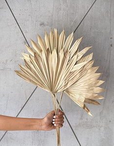 Petites lances de palmiers séchées dorées naturelles 5 tiges Combo approvisionnement en vrac rentable pour la décoration intérieure décorations festives de Diwali - Product Image 6