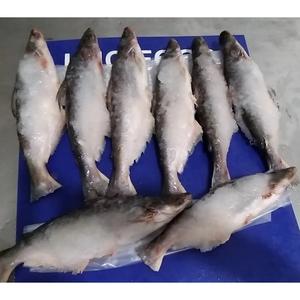 ผลิตภัณฑ์ปลาคุณภาพพรีเมี่ยมปลาดุกแช่แข็ง - Product Image 4