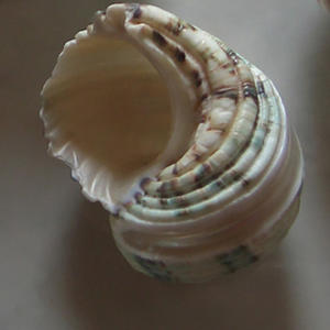 Turbo Chrysostomus SEASHELL BIJOUX Coquille polie avec motif vert et blanc Diverses petites sortes - Product Image 1