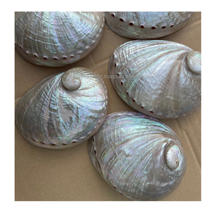 เปลือกหอยธรรมชาติที่ได้รับการคัดสรรเป็นอย่างดีเหมาะสำหรับโครงการงานฝีมือแบบทำมือของตกแต่งบ้านและงานแสดงศิลปะที่สวยงาม - Product Image 1
