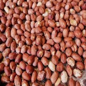 Cacahuetes Tostados Naturales Crudos de Grado Alimenticio a la Venta a Precio de Mayoreo - Product Image 6