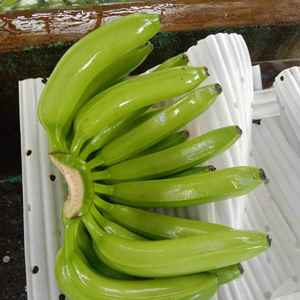 Plátanos Cavendish Frescos Orgánicos de Vietnam, Verdes, 20 kg, Grado A, Almacenamiento en Frío - Product Image 4