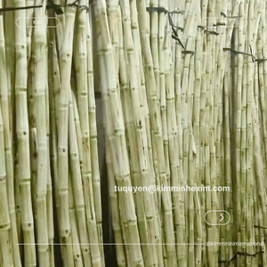 CAÑA DE AZÚCAR CONGELADA COMÚN Granel IQF KMI 10kg - Product Image 6