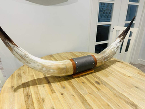 Corne de Buffle Naturelle Montée Élégante Décoration Murale Nautique Polie Artisanat Naturel Buffle Corne Murale par Tradebit - Product Image 5