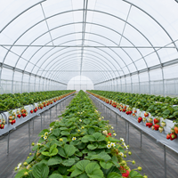 Film de serre à haute diffusion lumineuse et anti-goutte pour la culture commerciale de fraises