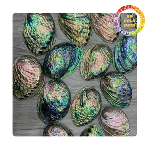 Concha de abulón | Hermosas conchas marinas naturales | Bien pulidas con colores únicos - Product Image 6