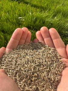 Semillas de Pasto Perenne Lolium Perenne Aspire DLF Premium, Crecimiento Rápido, Establecimiento Rápido, Resistente al Frío, para Productos Agrícolas - Product Image 3