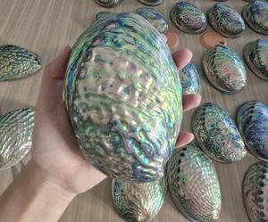 Vietnam Exporter Abalone Shell Wholesale Polished Abalone Shell for <b>Jewelry</b> Creations Ocean <b>Inspired</b> Decoration and Gift Supply - Product Image 5