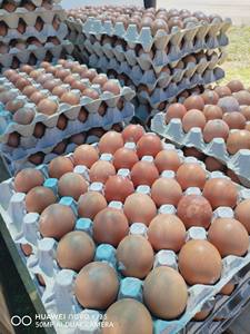 Huevos Frescos de Gallina de Corral Marrones y Blancos en Oferta - Product Image 4