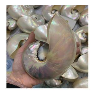 Ideas de decoración costera con Nautilus Shell de Vietnam 99 Gold Data Fabricante para piezas de conchas decorativas - Product Image 6