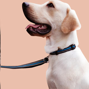 Correa fuerte y elegante para perros cachorros, <span class=keywords><strong>collar</strong></span> de nailon fácil de usar, correa de gancho para perros pequeños, medianos y grandes, estilo tradicional Simple - Product Image 5