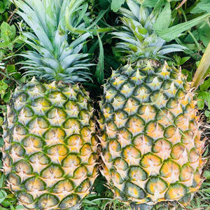 Piña fresca de Vietnam para exportación-Fruta tropical jugosa dulce-Suministro a granel de alta calidad Precio barato - Product Image 1