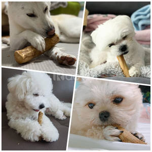 Mascarilla con garrapatas para perros, madera de café, gran cantidad, contacto, vacaciones de Vietnam - Product Image 6