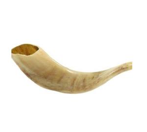 Shofar en corne de bélier indien fait à la main en gros, poli naturellement, artisanal, son unique, cérémonie religieuse - Product Image 2