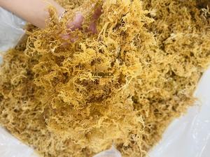 Seamoss | seamos seamos สีขาวแห้งถูกส่งออกจากผู้ผลิตในเวียดนาม - Product Image 3